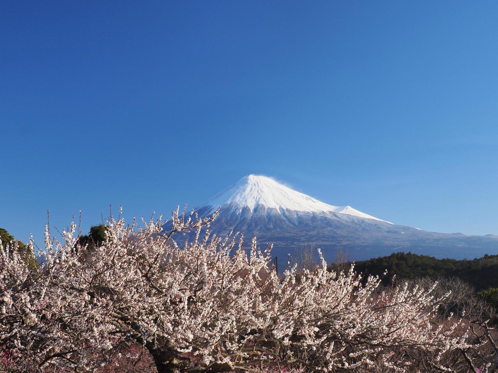Temple Lodging Shukubo Kakurinbo Minobu Exteriér fotografie